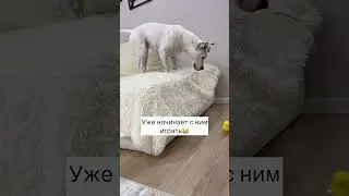 Обожаю Тэффи и ее реакции на что либо❤️  