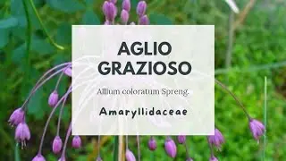 AGLIO GRAZIOSO - AGLIO DELLE STREGHE - Allium coloratum 