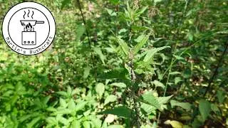 Kann man Brennnessel essen ??? | Martin´s Bushcraft