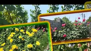 ОХ ЭТО ЛЕТО, РАБОТЫ В САДУ МНОГО