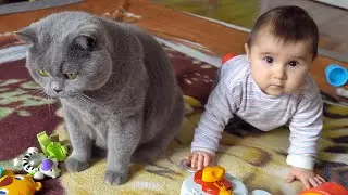 British Shorthair Cat vs Baby