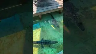 Gatorland - ⚠️ CW #edit #family #nature #wildlife #trip