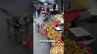Why does this dog go shopping at the market by itself?! 