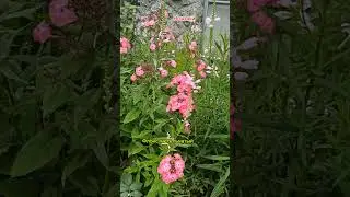 28.07.24г🌹Необыкновенные!!! Schön!!!😊