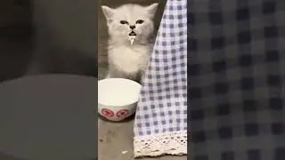 Kitten falls asleep while drinking milk