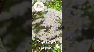 Очаровательная спирея Грефшейм в питомнике Росток 🤩