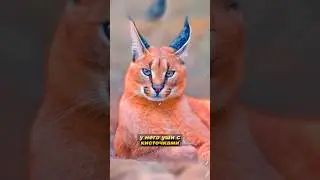 КАРАКАЛ | Прыгает до 3х метров вверх ✨