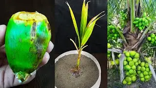 How to propagate coconut with banana to get many fruits in a short time-How to grow a coconut tree