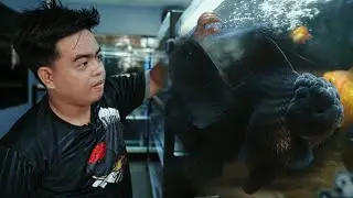FV VLOG #111:  Seawater for Goldfish Grooming?