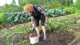 Раз картошка, два картошка