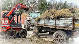 ☆ Wywalanie Obornika od Cielaków ☆ Mini Ładowarka Fai ☆Fendt Favorit Vario 714 ☆ 2023 ☆