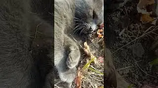Косой кот прописался у меня на даче🤔🐈