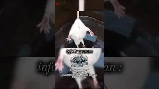 Peternak Tikus Putih Cikarang