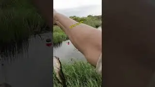 UMPAN JITU IKAN PREDATOR