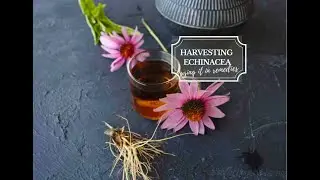 Harvesting Echinacea to make Echinacea tea or tincture