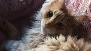 Наконец-то выяснилось от чего у Беляша расстройство 🤦‍♀️реакция на новую игрушку 🤣