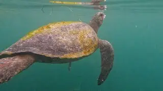 Solo Snorkel Adventure No. 1 | I SAW A SEA TURTLE | La Jolla, CA