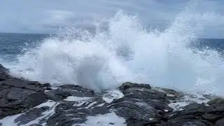 Mackenzie State recreation area Big Island Hawaii