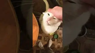 Ждут мои красавцы 😸 )дождались