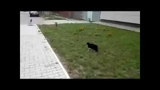 кот 80 lvl