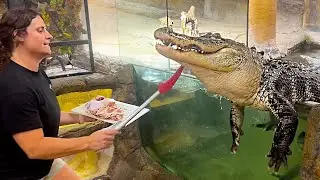 Raising Gators can be Extremely Wild😅