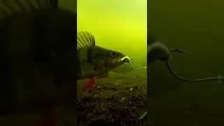 Smartest fish in the world. 