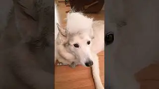 A fluffy husky is a messy husky. But it's worth it! #Shorts #husky #siberianhusky #dog