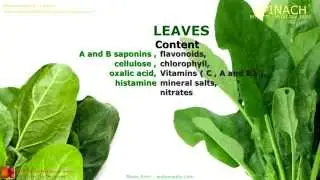Spinach. Health benefits of Spinach