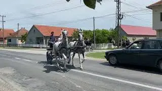 Defile konjskih zaprega kroz Salaš Noćajski