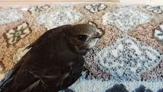 СТРИЖ- Apus apus