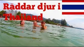 Räddar djur i Thailand Vlogg #3