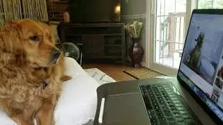 Golden Retriever Reacts to Tucker Budzyn