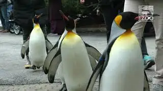 Penguin Parade 2021 - Cincinnati Zoo