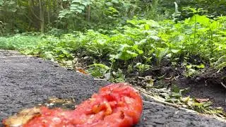 Whoops didn’t see that tomato