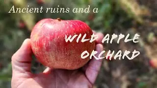Wild apples at Reavis Ranch and a side trip to Rogers Canyon Ruins in the Superstitions of Arizona