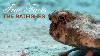 True Facts: BatFishes