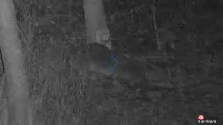Yote body shot, twinkletoes