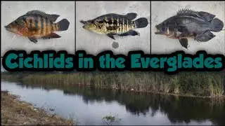Mayan, Jaguar, and Oscar Cichlids in the Everglades