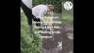 Sheep Manure Magic Tips for Organic Vegetable Gardening