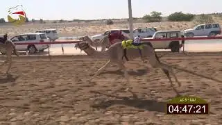 سباق اللقايا - الهباب 30-01-2022 ش24 مرحب لـ عتيق عبيد محمد الفلاسي 