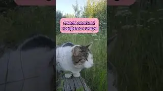 самая опасная конфета в мире