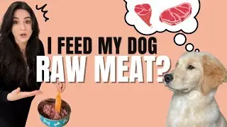 Raw Feeding my Dog | How much does it cost to feed raw? And what are the benefits of feeding raw?