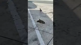 Дикі каченята на паркенгу
