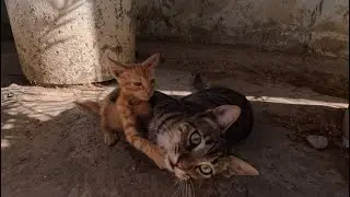 Father cat hugging and cleaning his kitten is so cute.