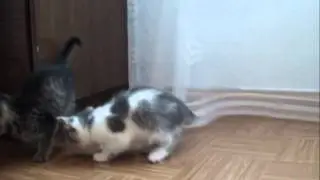 Милые котятка