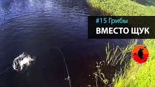 # 15 Mushrooms instead of pike | Louhi - Engozero 2017 | Kayaking Adventures