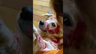 Il mio cane ha mangiato il pitaya e sta fermo sdraiato, mi ha spaventato tantissimo