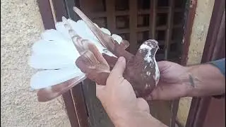 Николаевские голуби обзор с рук