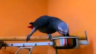 Макарошки
