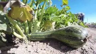 Thomas Hill Organics Presents LooLoo Farms